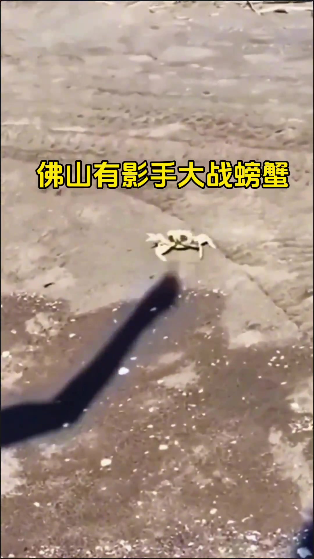 佛山有影手大战螃蟹