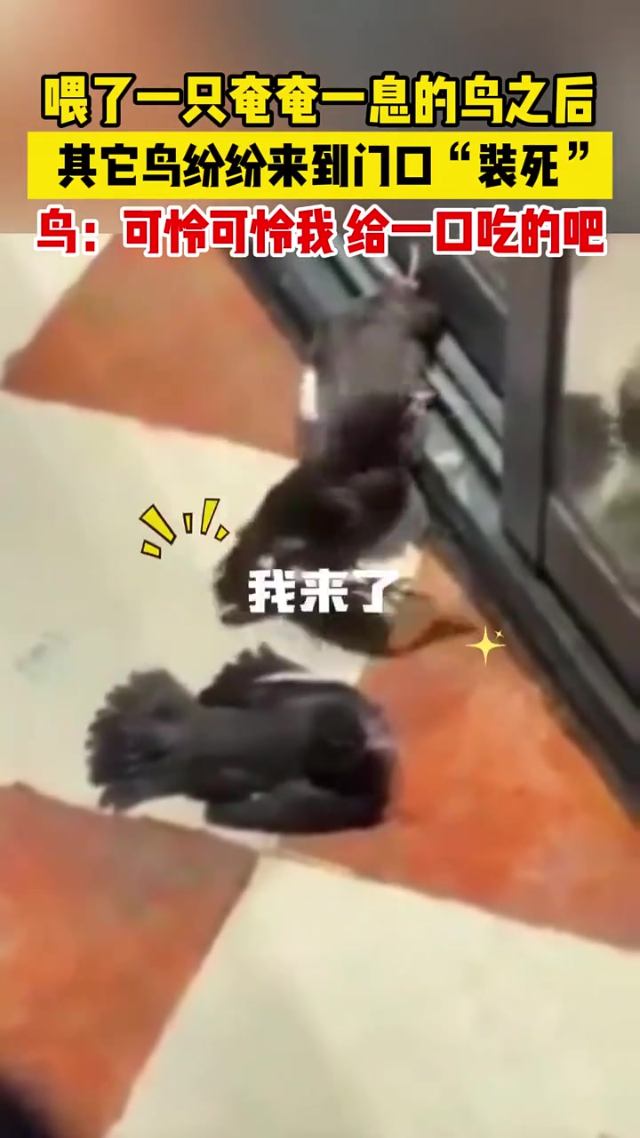 喂了一只奄奄一息的鸟后其他鸟纷纷来到门口