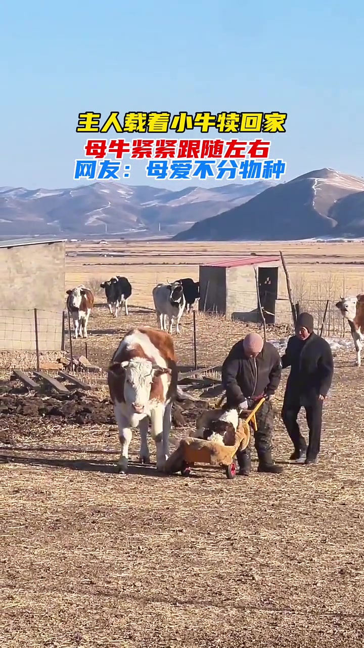 主人载着小牛犊回家母牛紧紧跟随左右