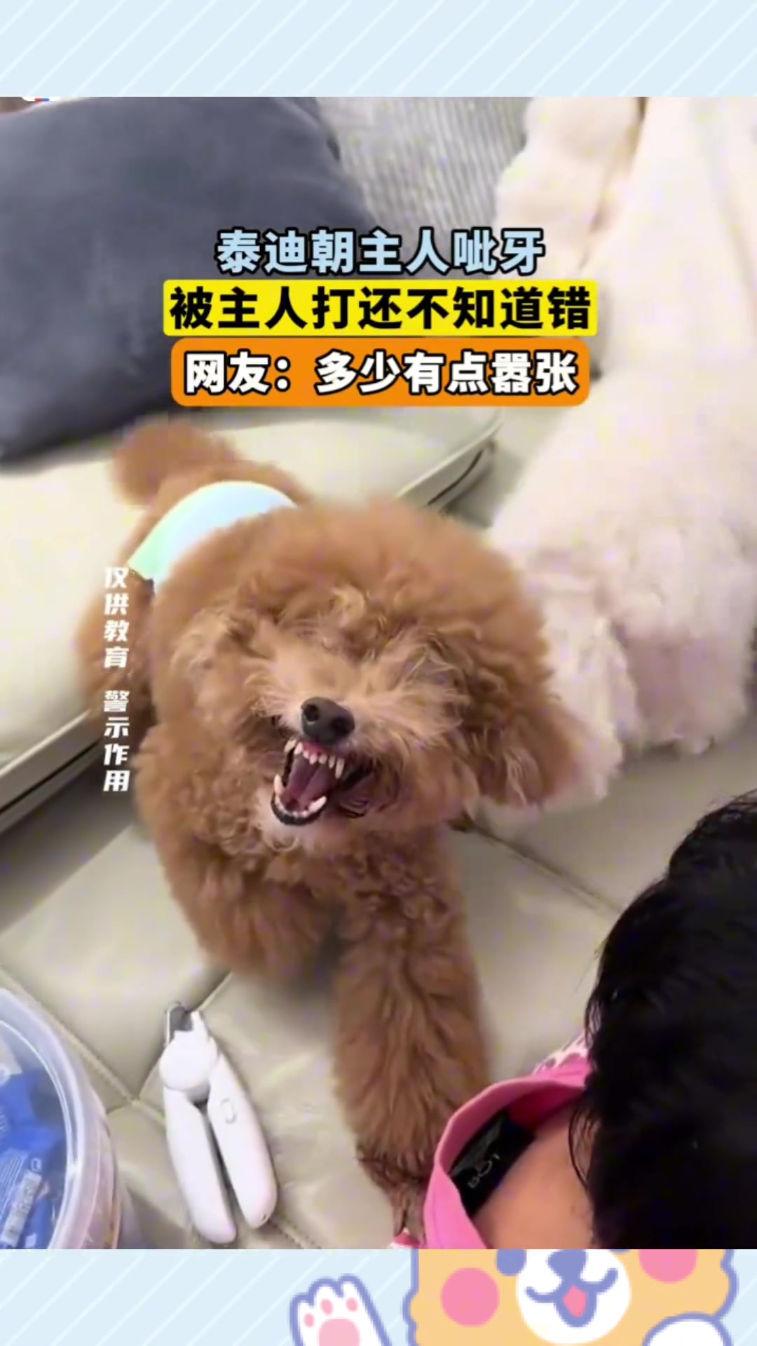 泰迪朝主人呲牙，被主人打还不知道错，网友：多少有点嚣张