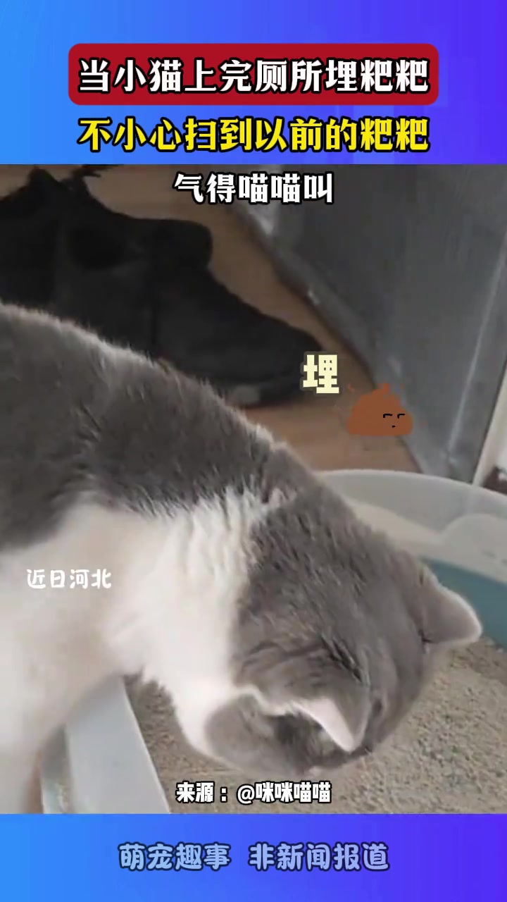 当小猫上完厕所埋粑粑，不小心扫到以前的粑粑，气得喵喵叫