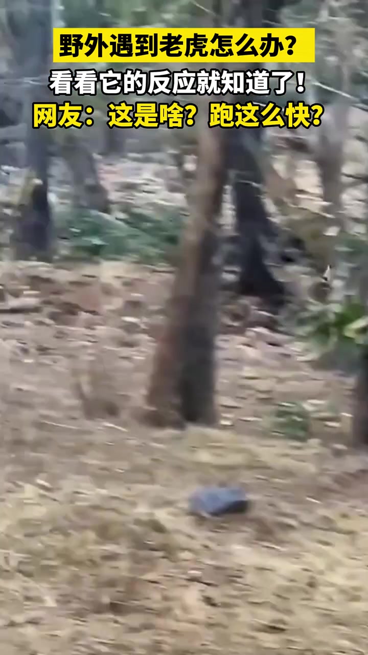 野外遇到老虎怎么办看看它的反应就知道了！