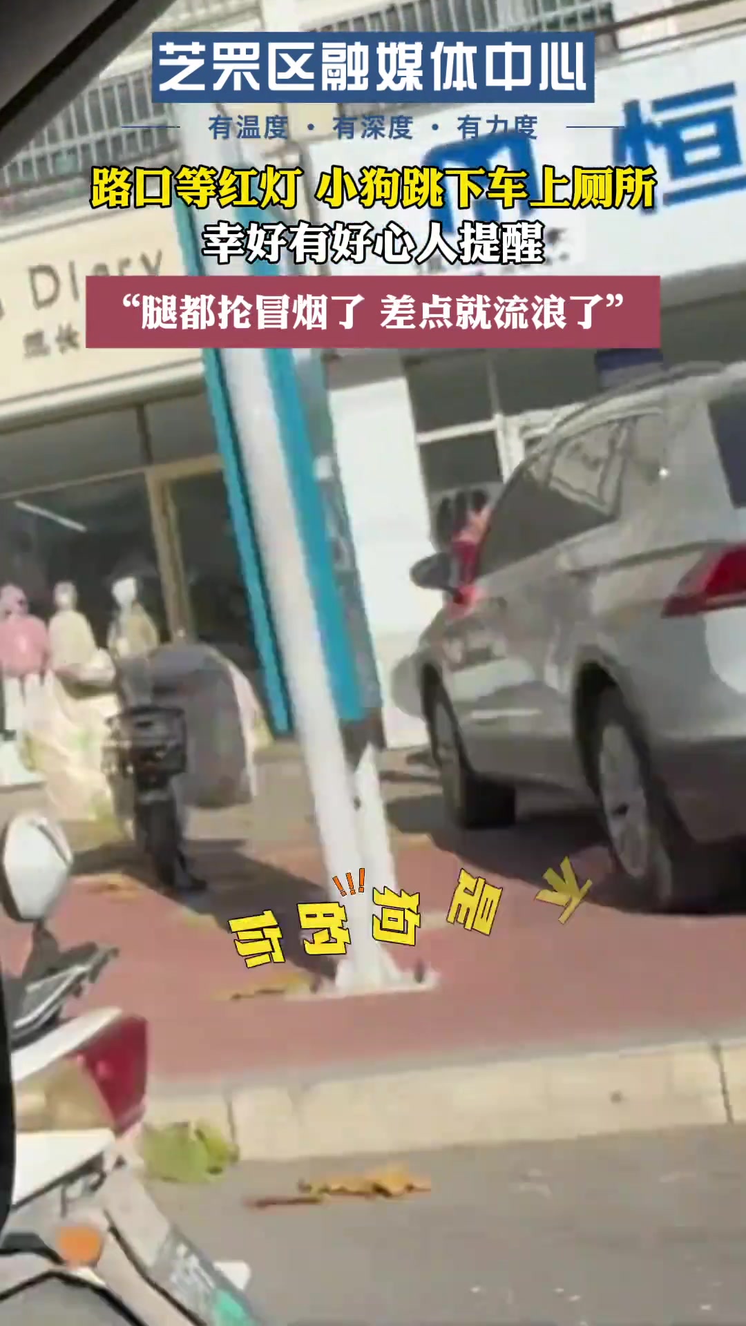 路口等红灯，小狗跳下车上厕所！