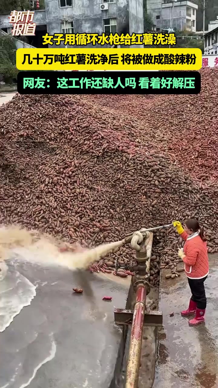 女子用循环水枪给红薯洗澡，几十万吨红薯洗净后将被做成酸辣粉