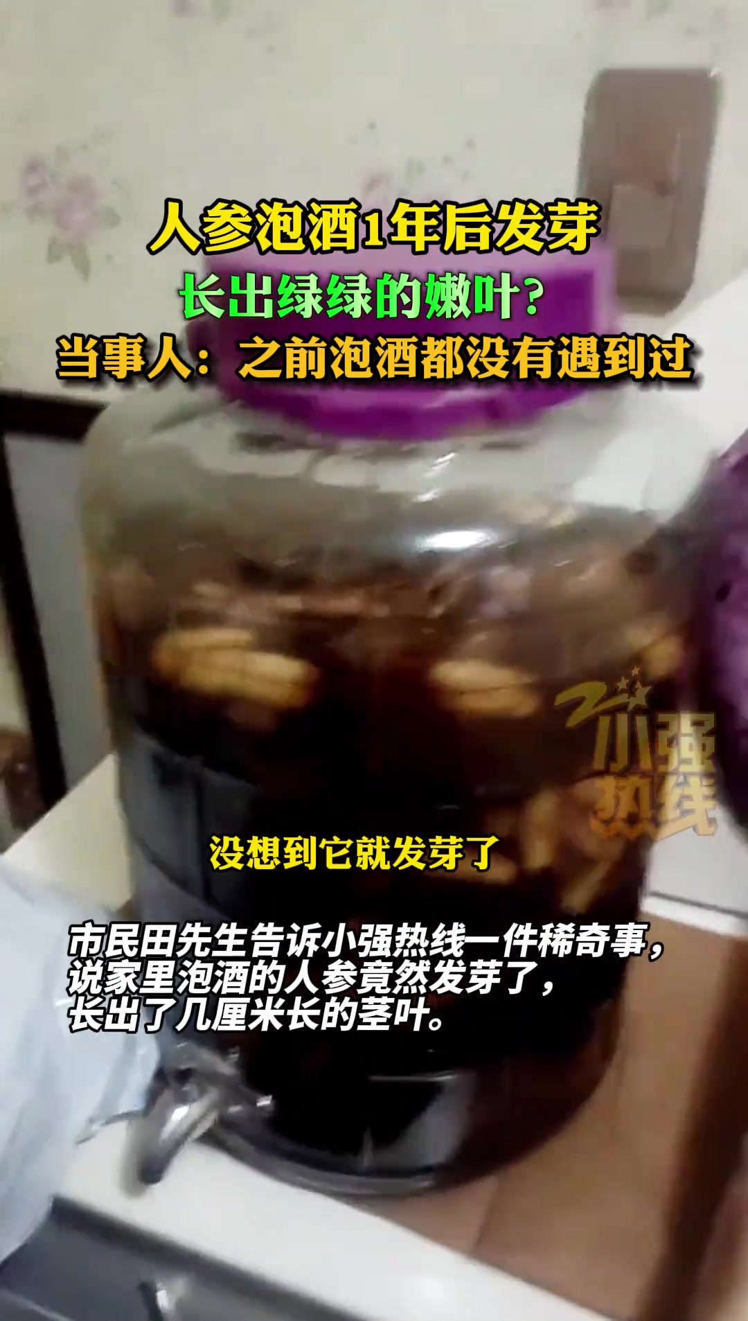 人参泡酒1年长出嫩叶当事人：之前泡酒都没有遇到过