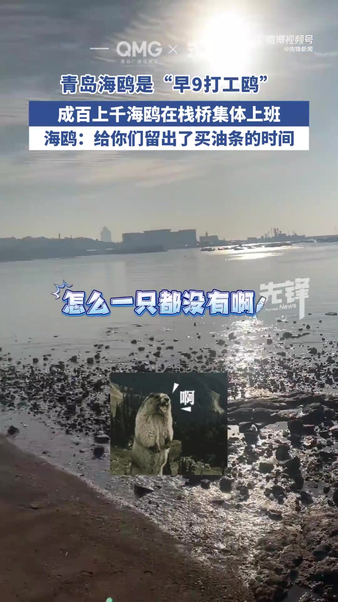 青岛的海鸥是早9打工鸥