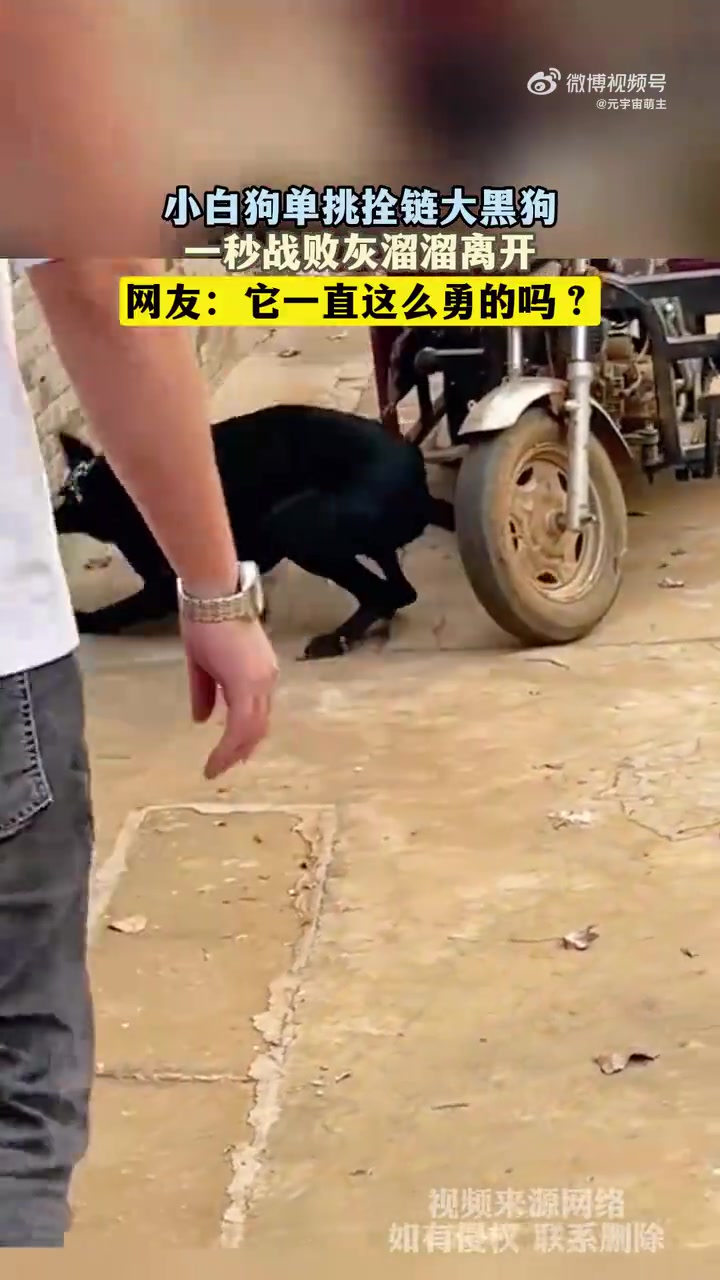 小白狗单挑拴链大黑狗，一秒战败灰溜溜离开