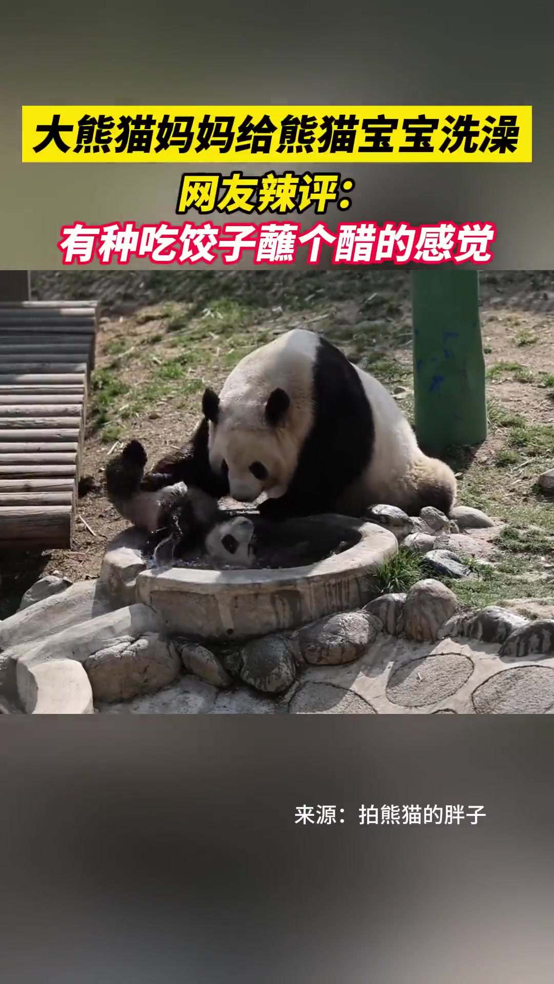 大熊猫妈妈给熊猫宝宝洗澡，网友辣评：有种吃饺子蘸个醋的感觉