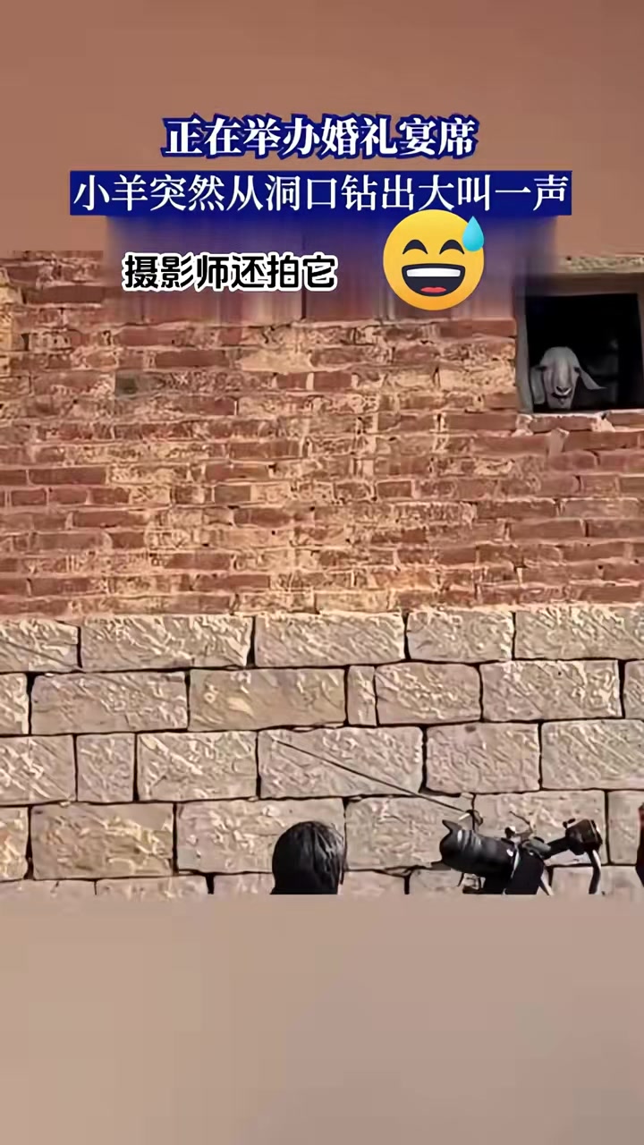 正在举办婚礼宴席，小羊突然从洞口钻出大叫一声来凑热闹