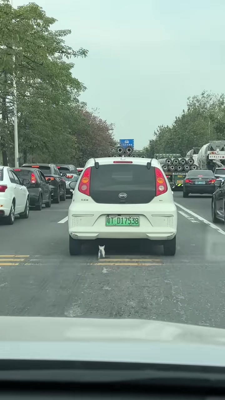 在国道上发现一只可爱的小猫，真的太危险了！