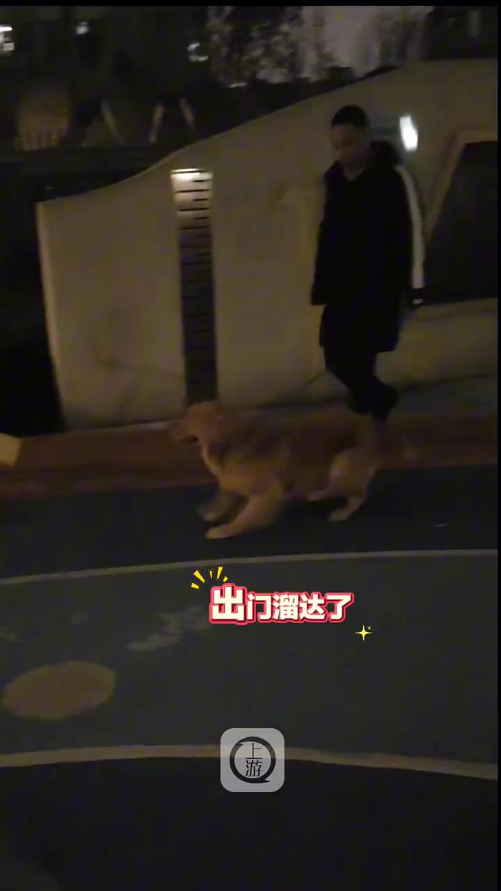主人每天带狗子到小区遛弯，“激动奔向小鸟摇摇乐“手舞足蹈”