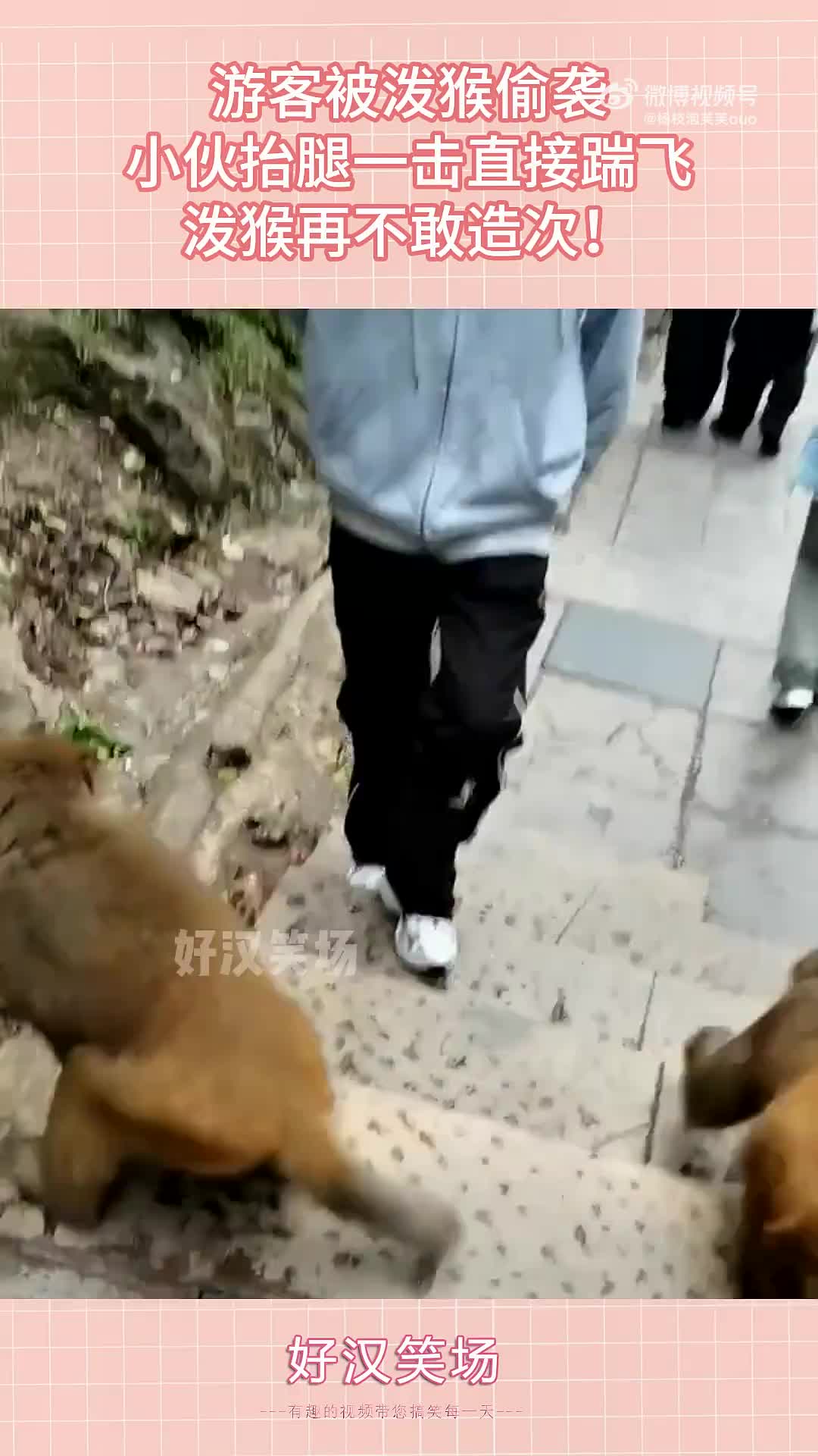 “泼猴”这下老实了吧！