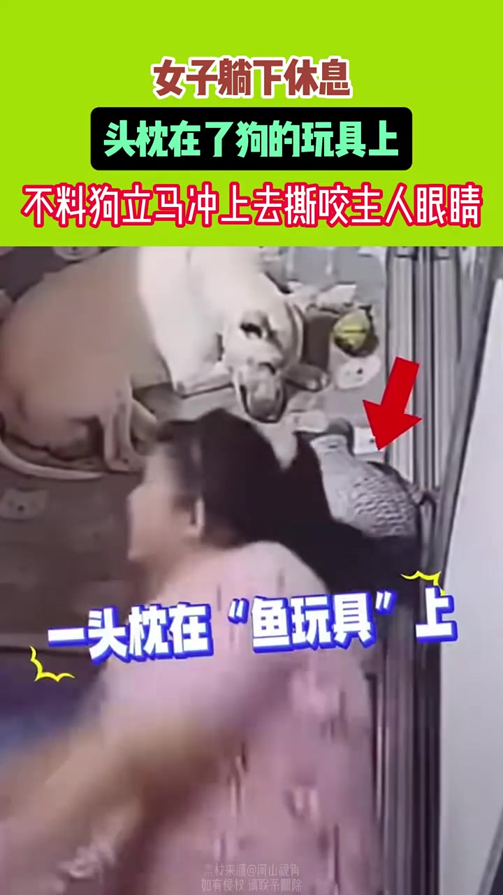 女子躺下休息头枕在狗的玩具上，不料狗下一秒抓狂