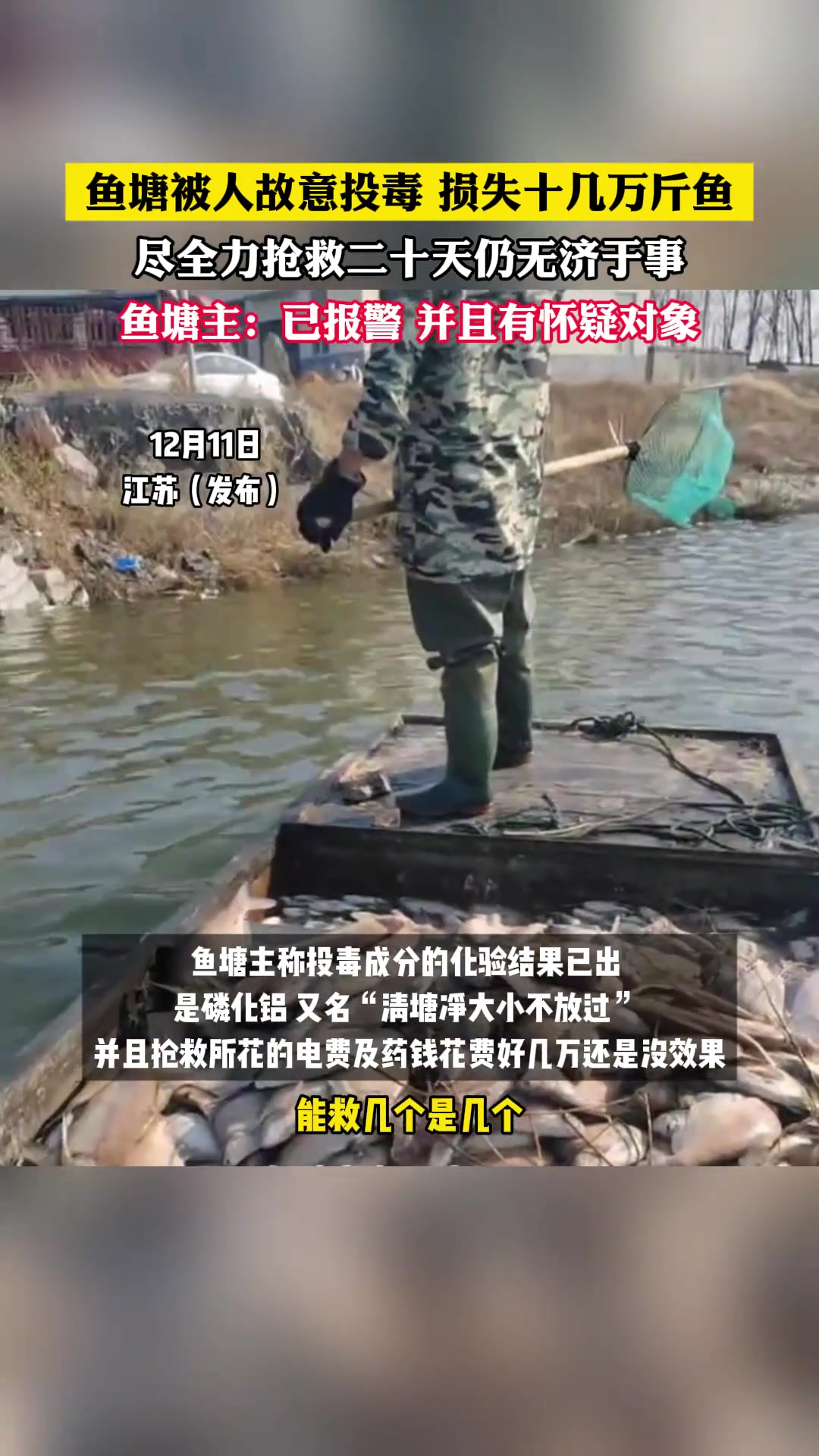 鱼塘被人故意投毒损失十几万斤鱼