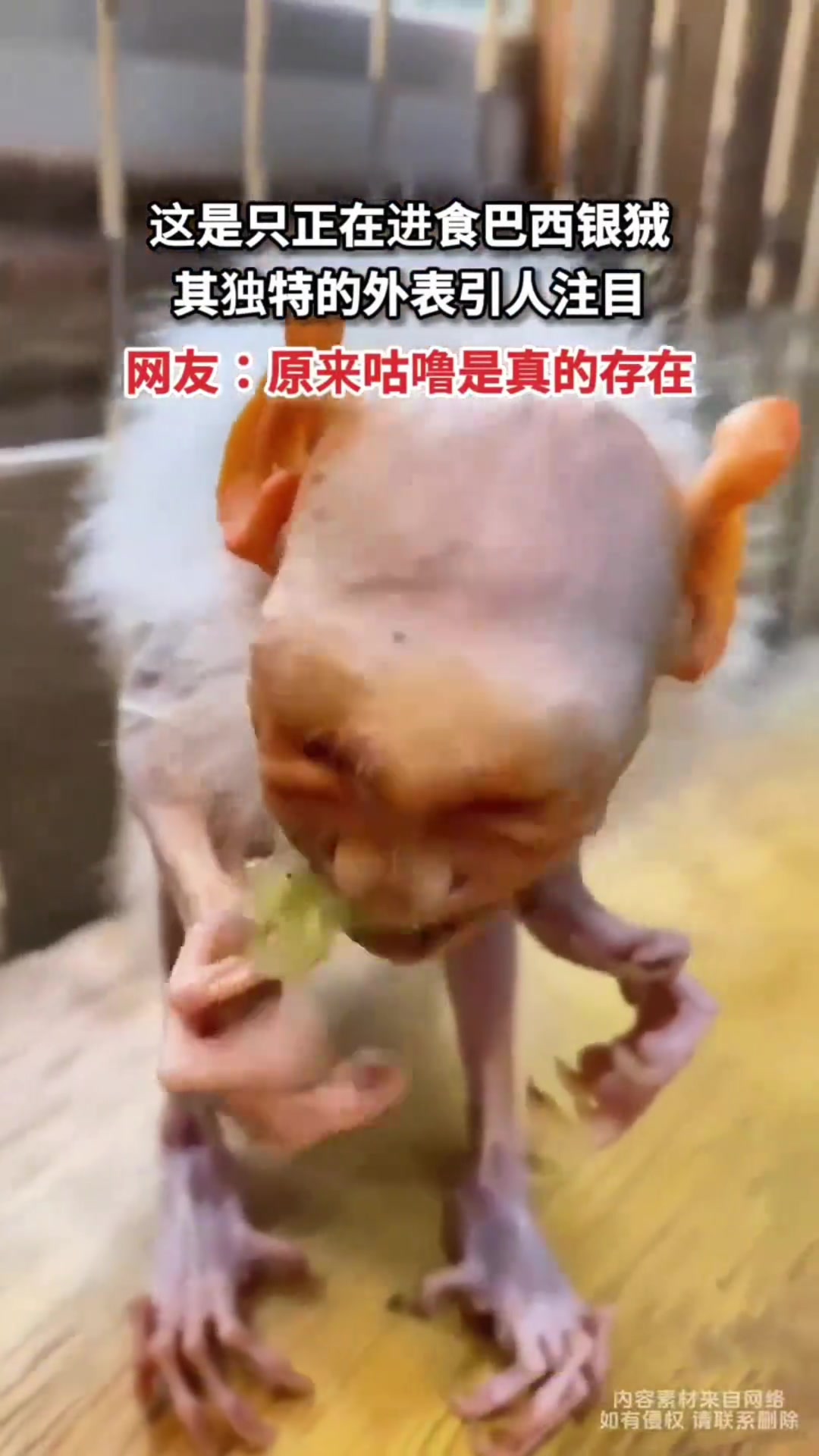 这只实物长得好“魔界”