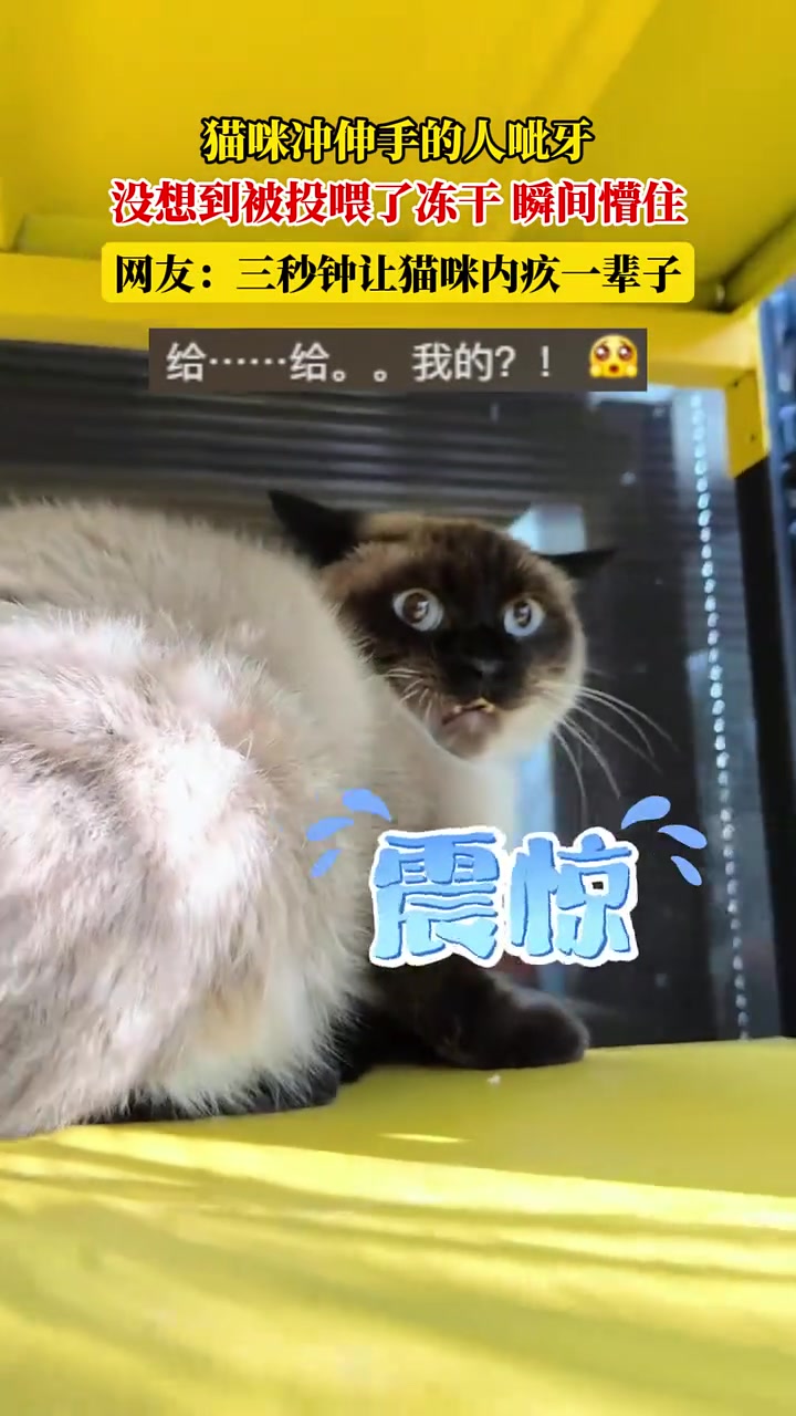 猫咪冲伸手的人呲牙，没想到被投喂了冻干，瞬间懵住