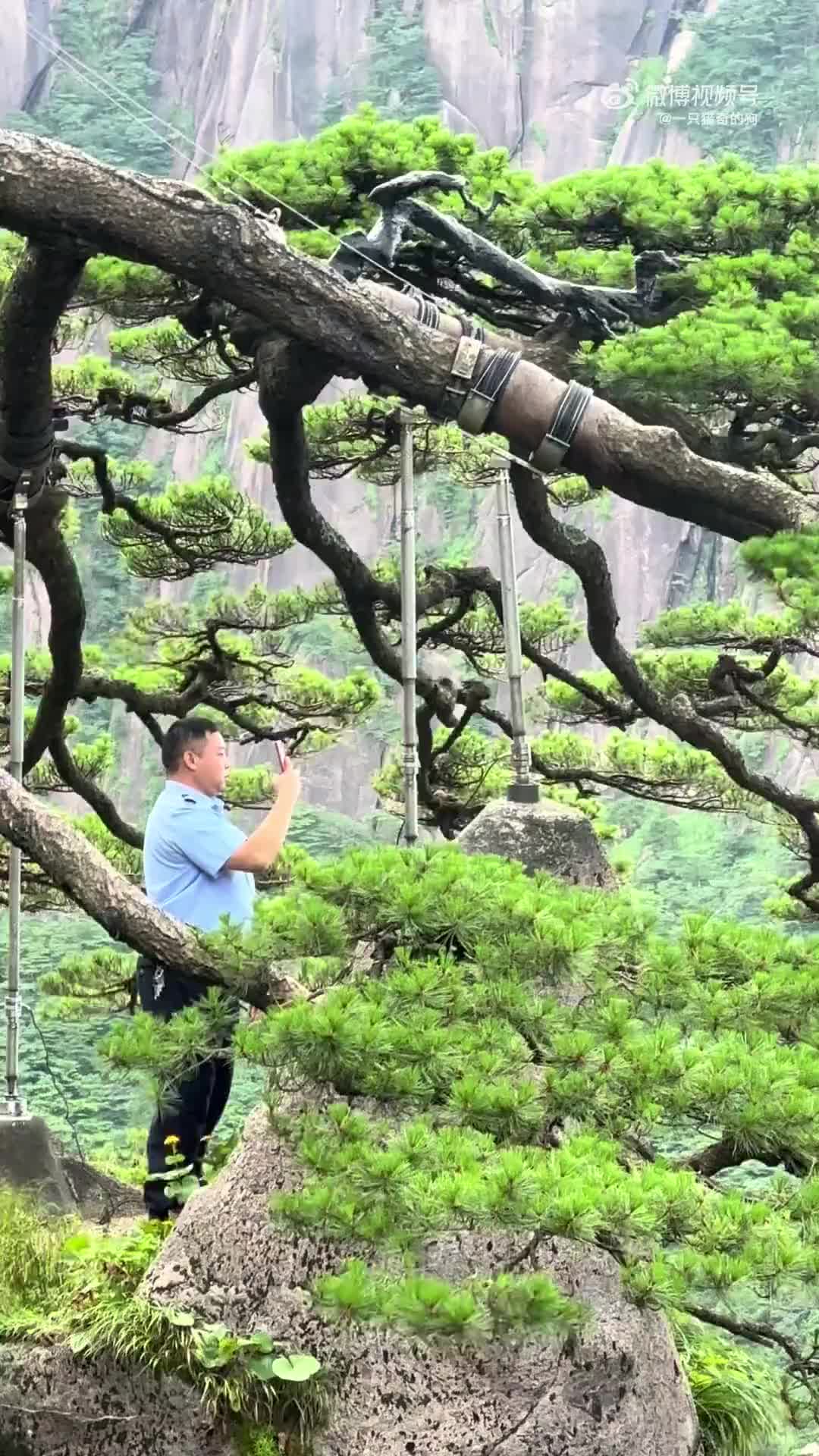 24小时有人守护，多少人的生计要靠这棵树啊！