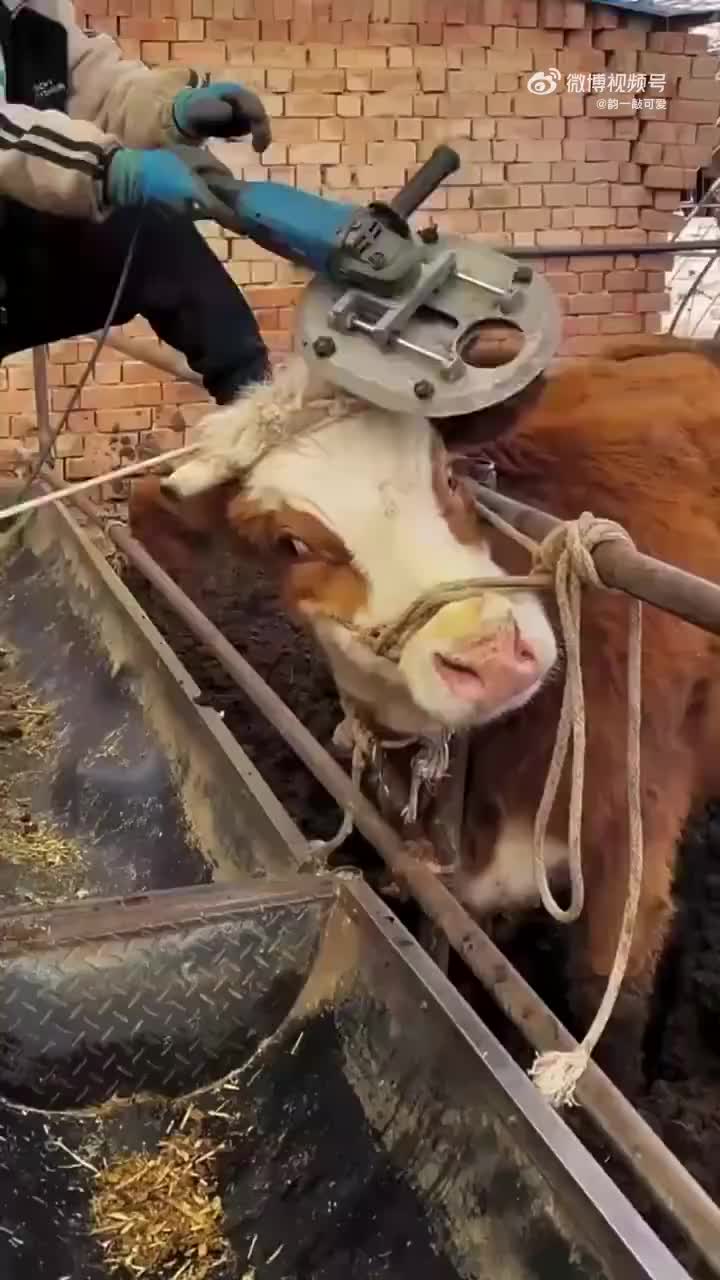 牛角切掉做什么啊