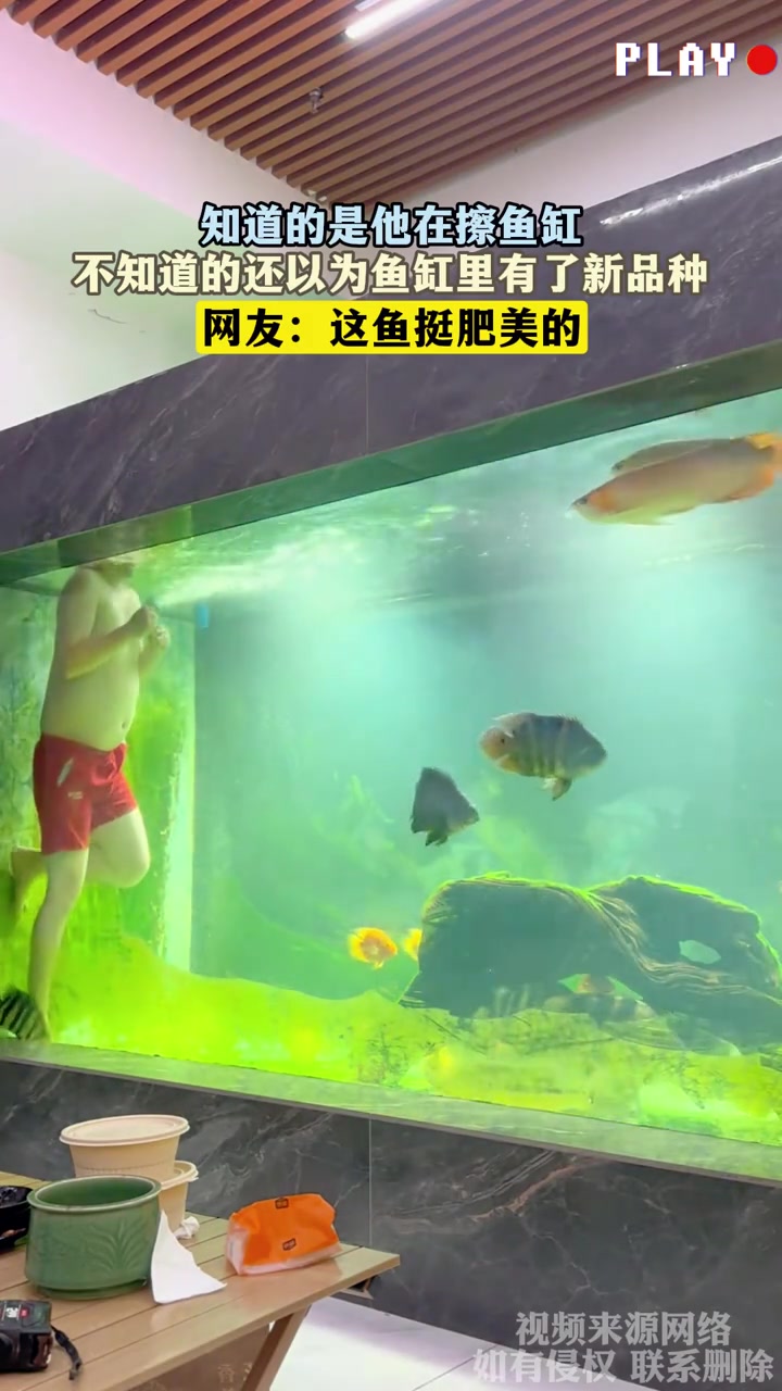 知道的是他在擦鱼缸，不知道的还以为鱼缸里有了新品种
