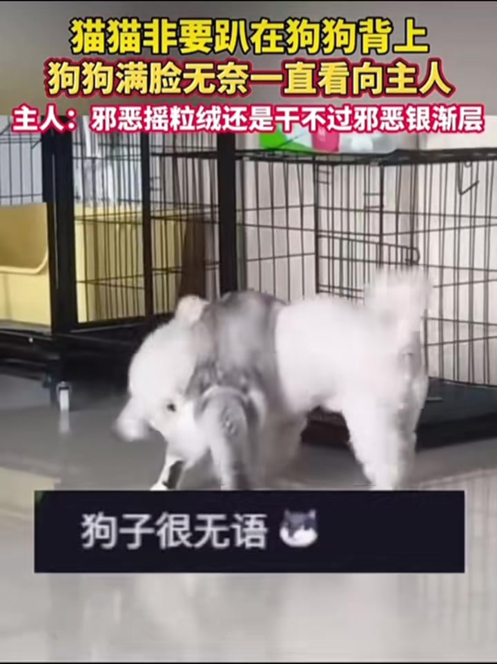 猫猫非要趴在狗狗身上