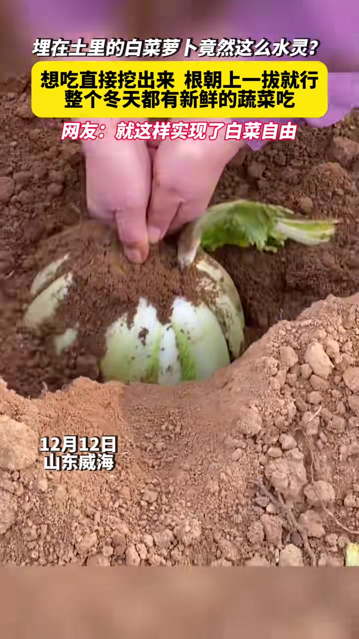 埋在土里的白菜萝卜竟然这么水灵