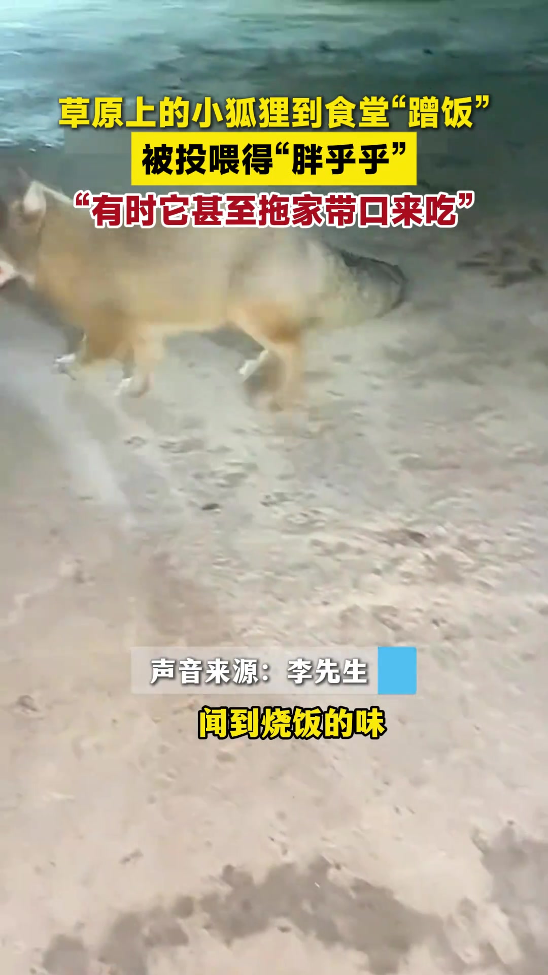 草原上的小狐狸到食堂“蹭饭”，被投喂得“胖乎乎”
