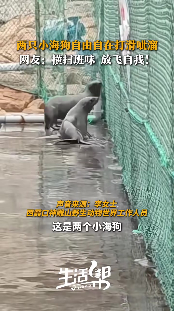 两只小海狗自由自在打滑呲溜，简直不要太快乐