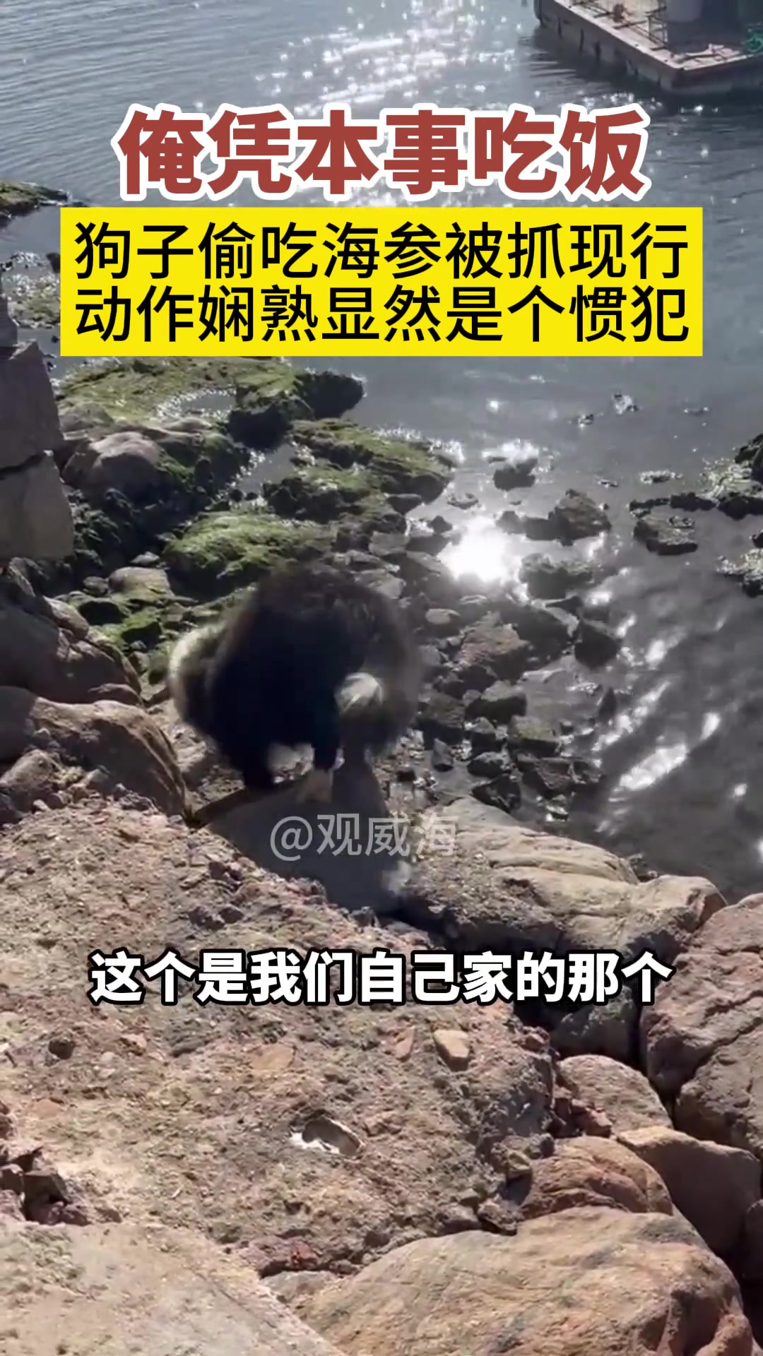 狗子偷吃海参被抓现行，动作娴熟显然是个惯犯