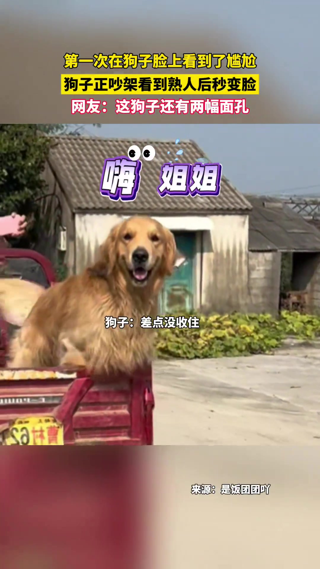 狗子正跟同类吵架看到熟人小姐姐后秒变脸