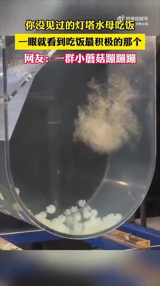 你没见过的灯塔水母吃饭