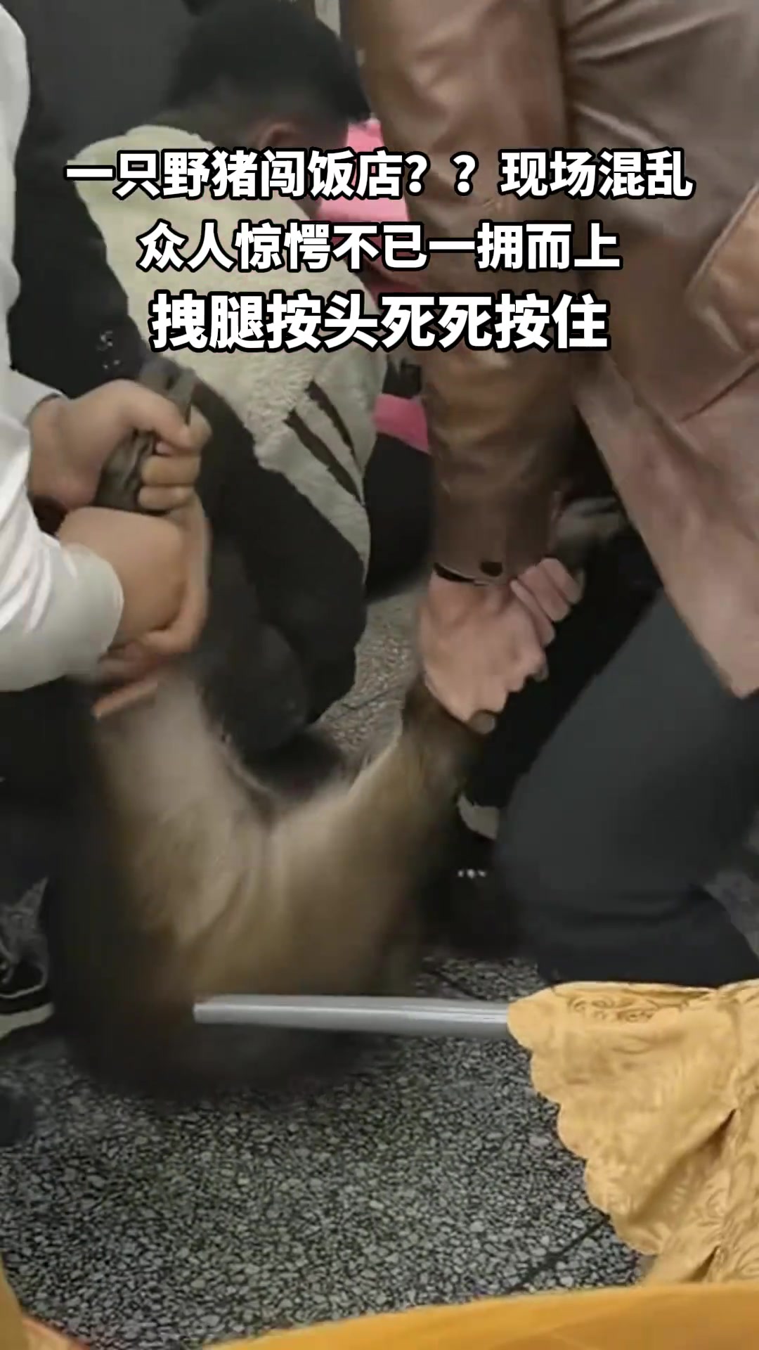 一只野猪闯饭店现场混乱,众人惊愕不已一拥而上,拽腿按头死死按住