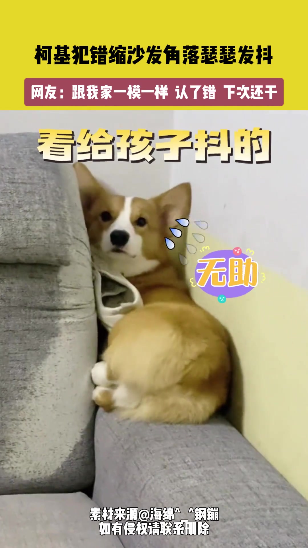 柯基犯错，缩在沙发角落瑟瑟发抖！！！
