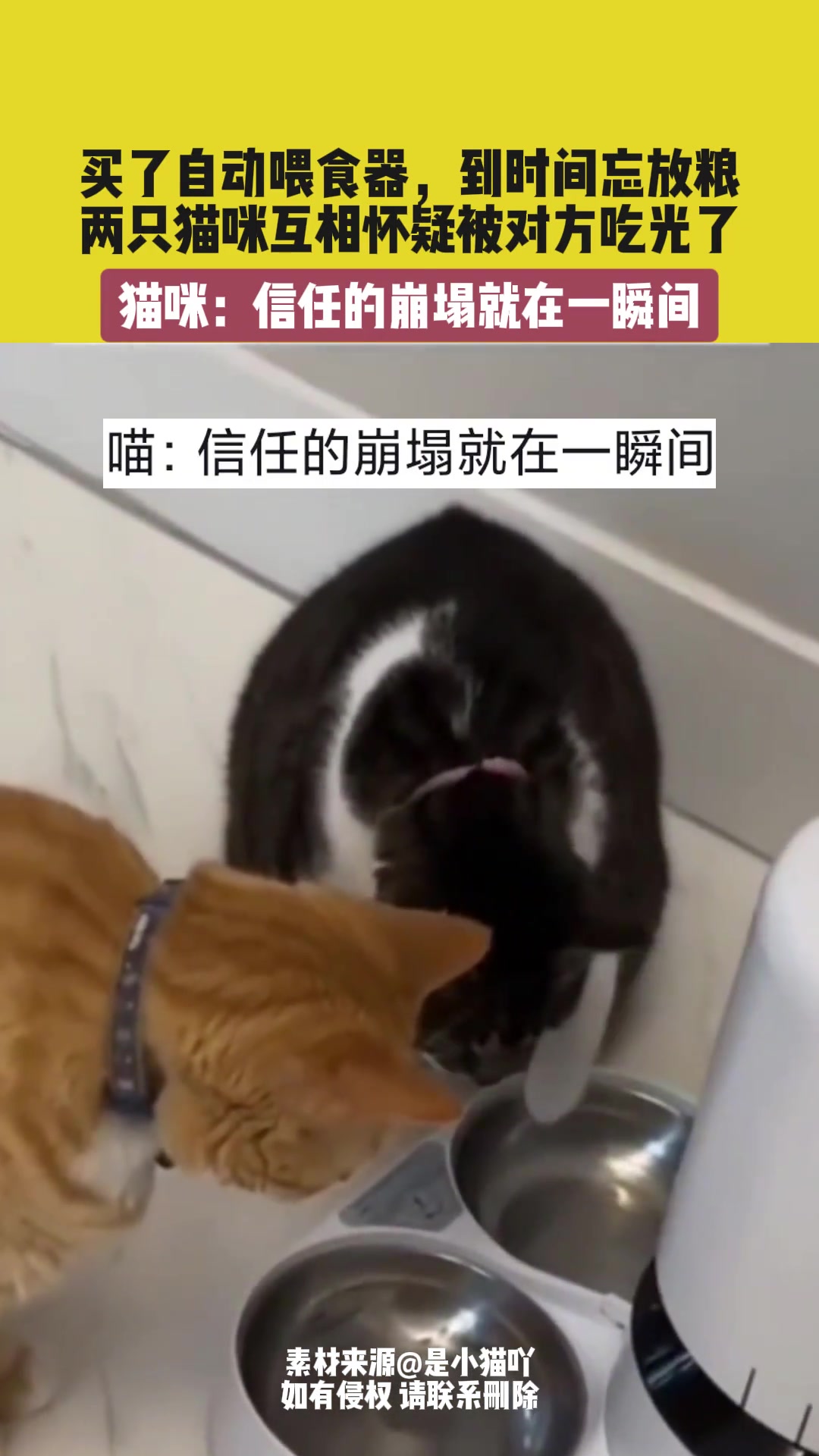 自动喂食器到时间忘放粮，两只猫咪互相怀疑被对方吃光了