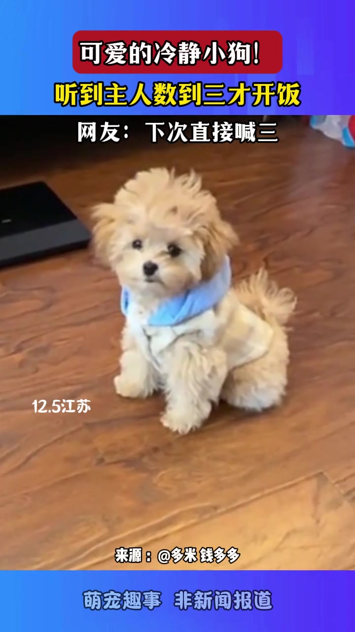 可爱的冷静小狗！听到主人喊三才开饭