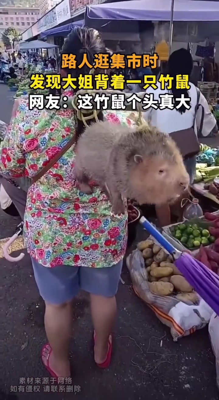 这也太大了！路人逛集市时，发现大姐背着一只竹鼠