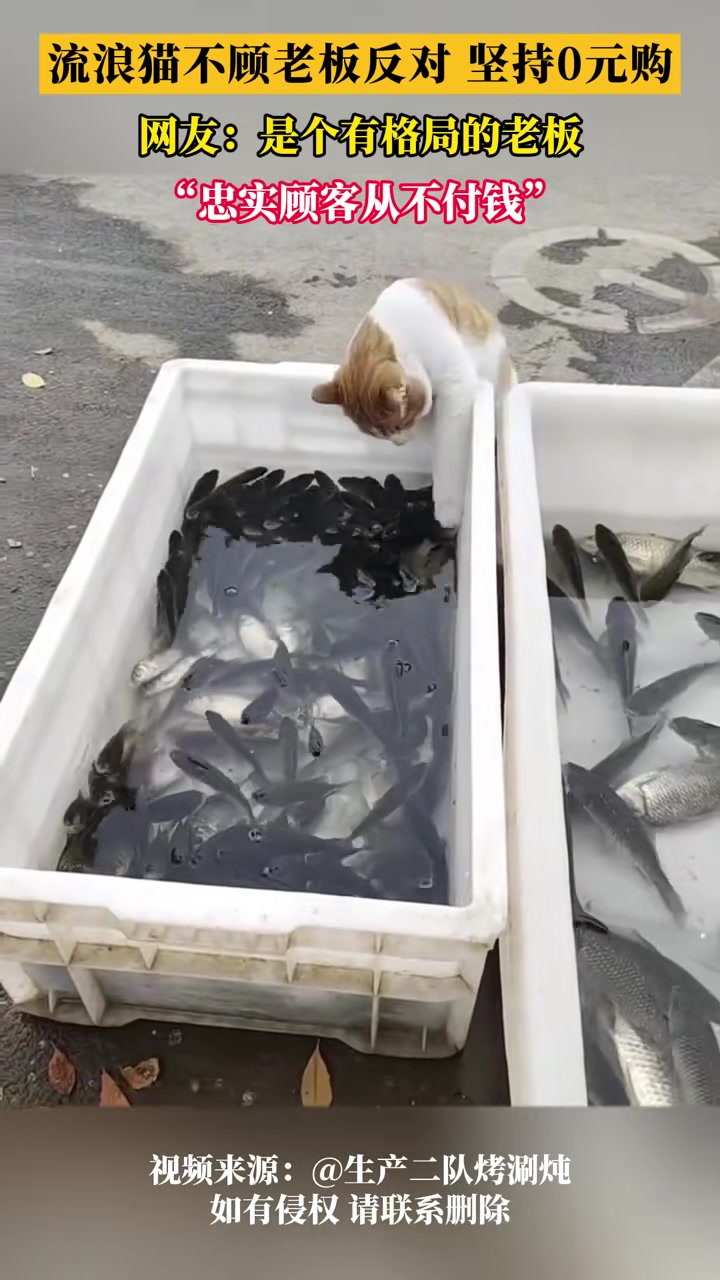 流浪猫大白天正大光明“抢劫”，摊主语言反对，暖心放纵猫咪0元