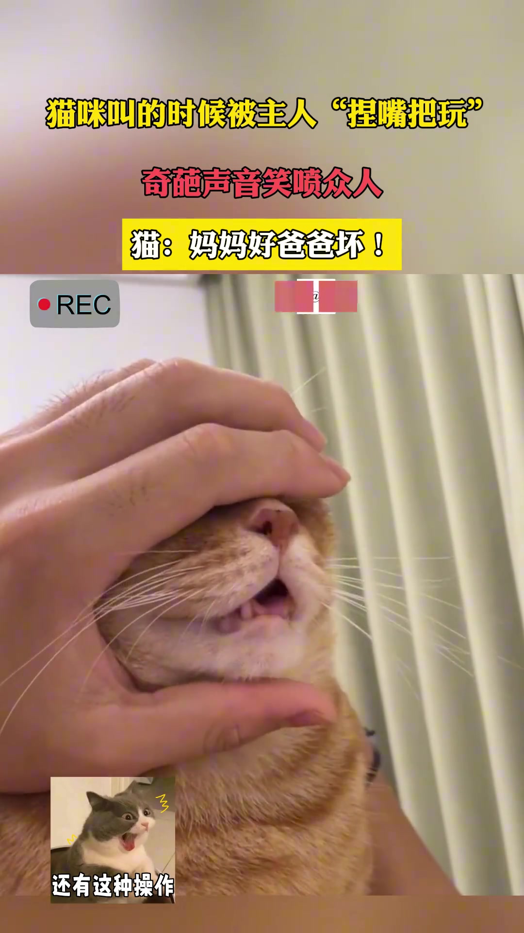 猫咪叫的时候被主人“捏嘴把玩”，奇葩声音笑喷众人