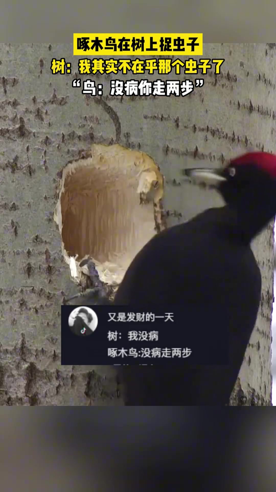 啄木鸟在树上捉虫子