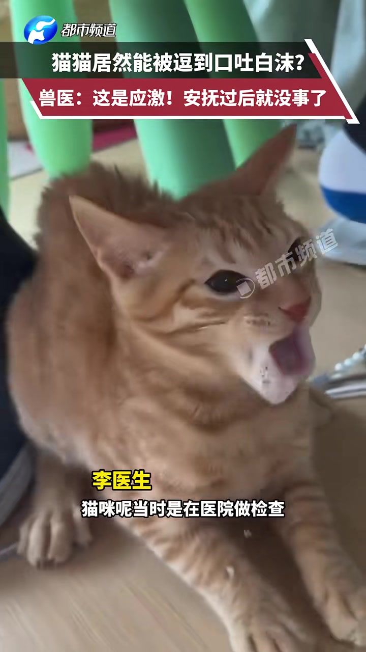 猫猫居然能被逗到口吐白沫?兽医这是应激安抚过后就没事了