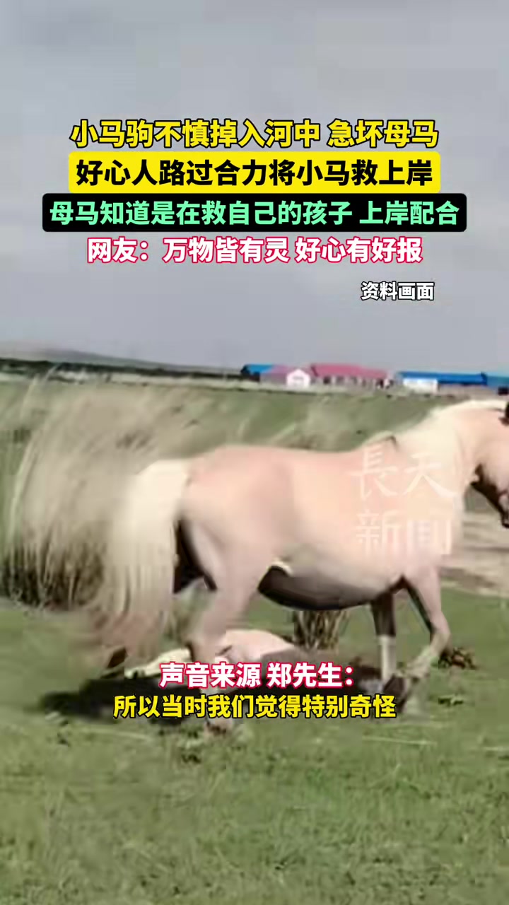 小马驹不慎掉入河中急坏母马好心人路过合力将小马救上岸