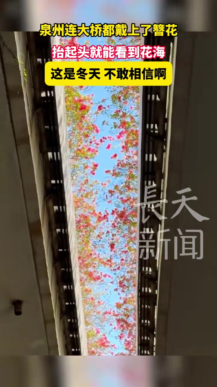 泉州连大桥都戴上了簪花