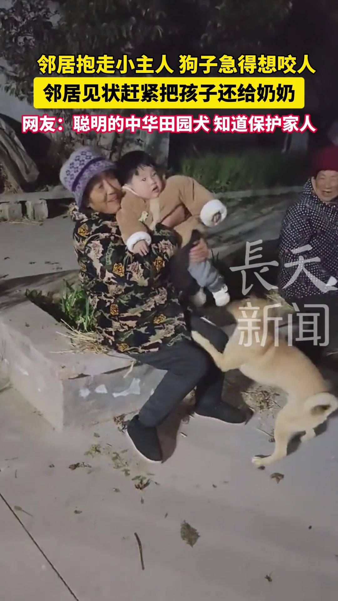 聪明的中华田园犬知道保护家人，要不是邻居估计都要下口咬了