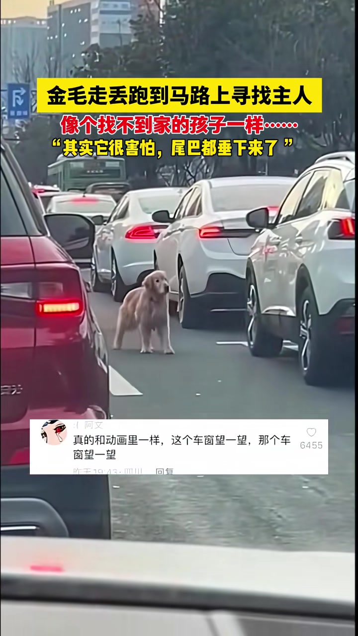 狗狗只会觉得是自己做错了什么，在马路上茫然地寻找