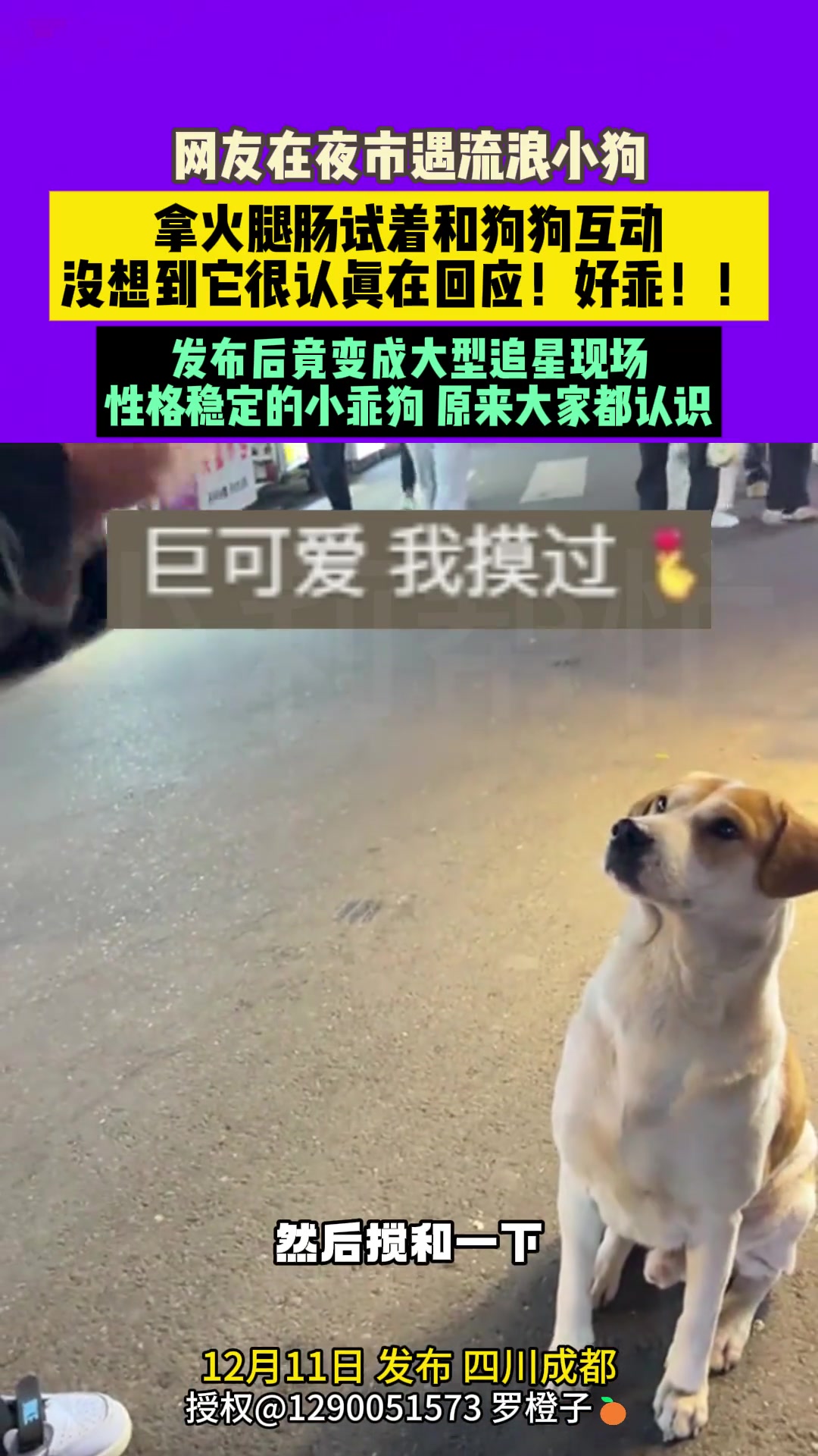 网友拿火腿肠试着和流浪狗狗互动没想到它很认真在回应