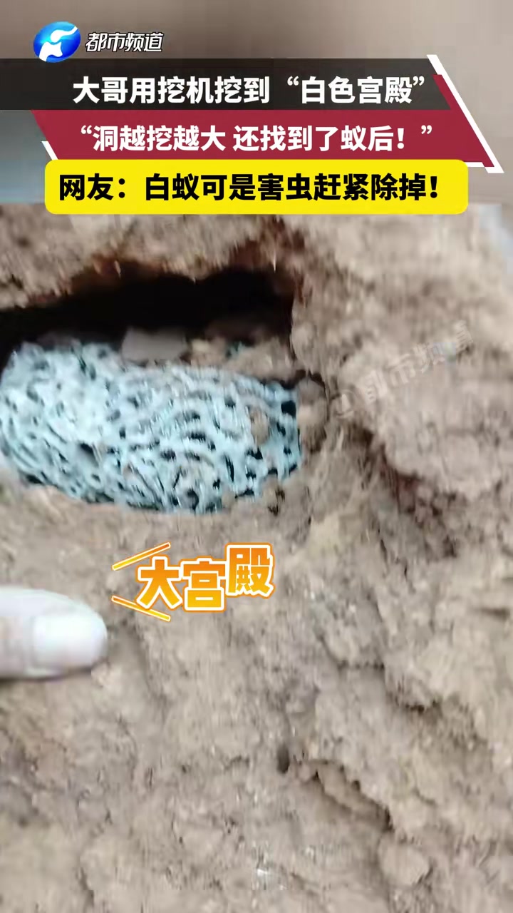大哥用挖机挖到“白色宫殿”“洞越挖越大还找到了蚊后