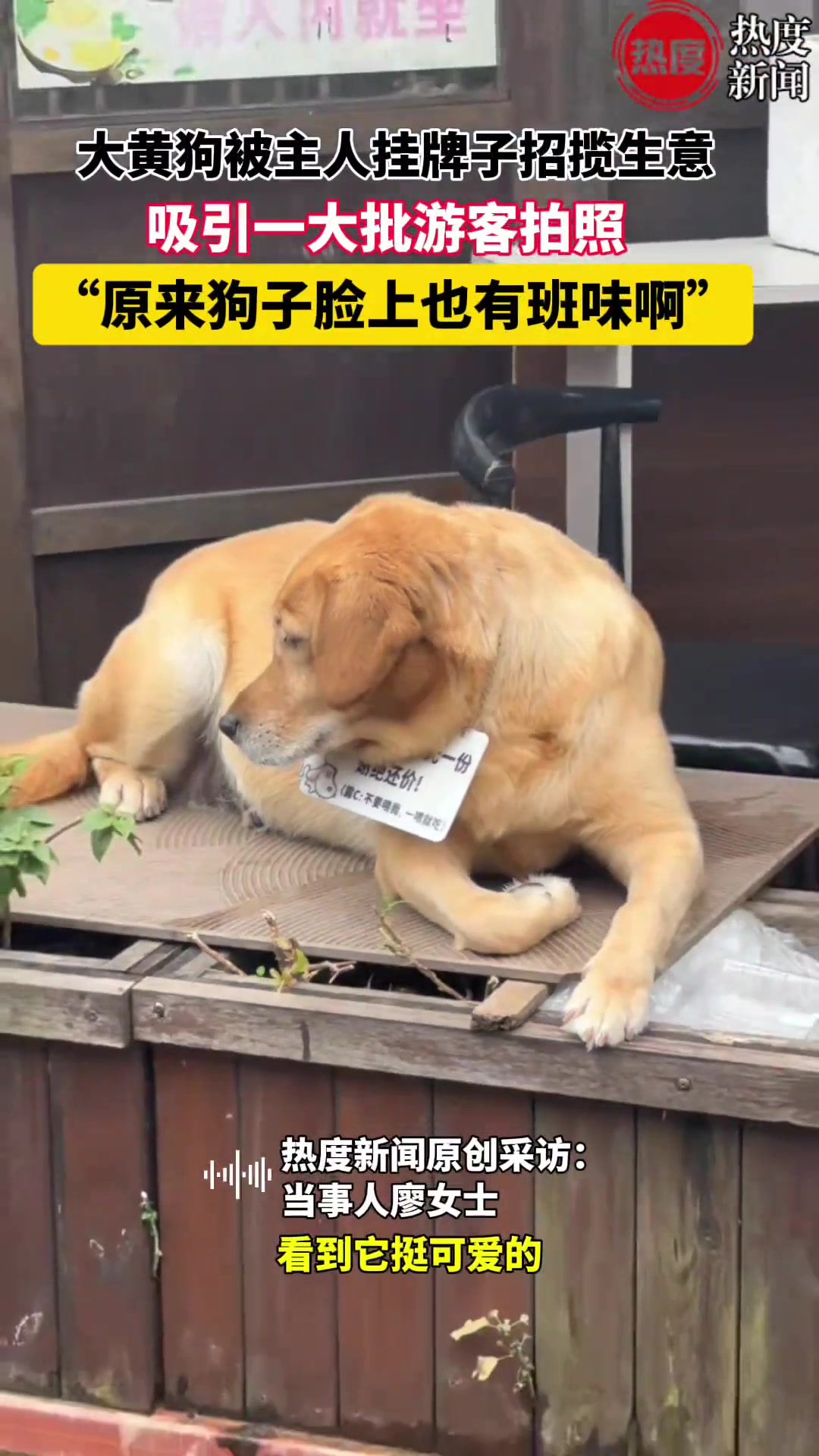 大黄狗被主人挂牌子招揽生意，吸引一大批游客拍照