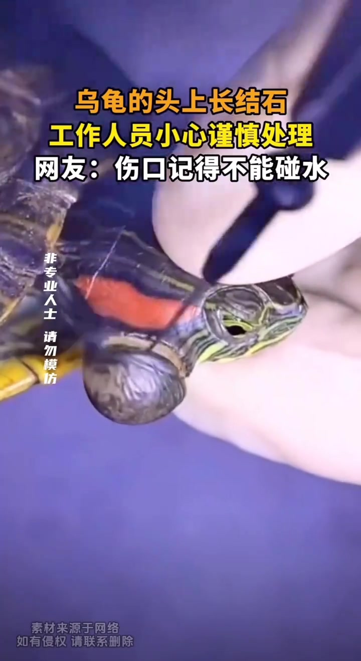 乌龟的头上长结石，工作人员小心谨慎处理！记住回去不能碰水
