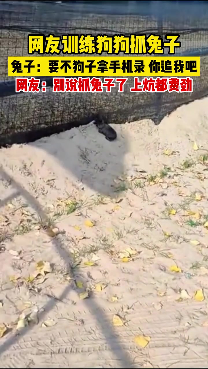 网友训练狗狗抓兔子，兔子：要不狗子拿手机录，你追我吧