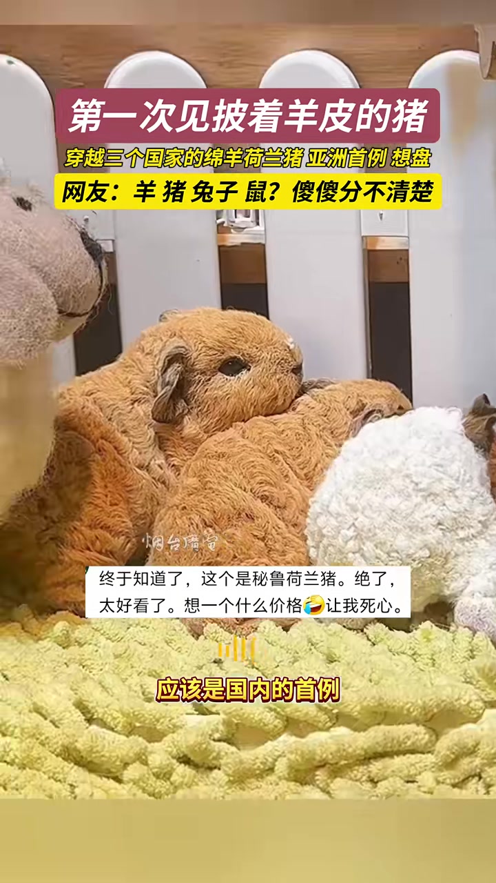 第一次见披着羊皮的猪，穿越三个国家的绵羊荷兰猪