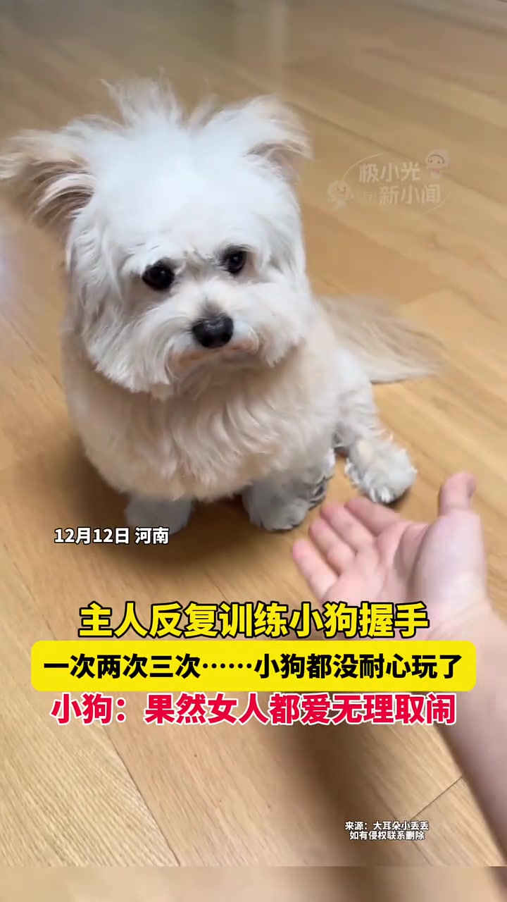 主人反复训练小狗握手，一次两次三次小狗都没耐心玩了